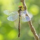 Dromaeschna forcipata female-1